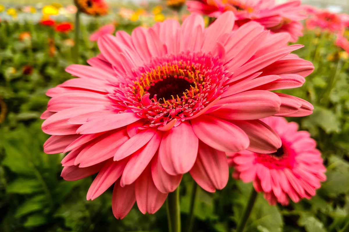 Gerbera Flower seeds for Planting - Premium Quality, Heirloom & GMO Free Seeds for Home Garden