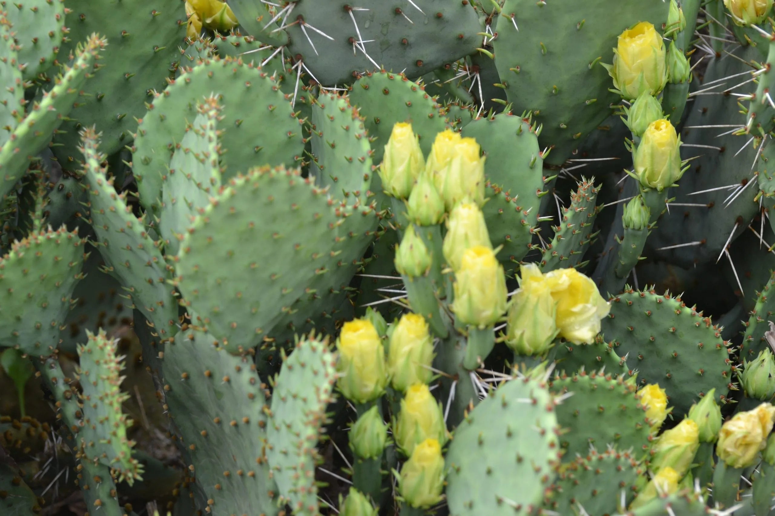 Green Lasiacantha Fruit Seeds for Planting