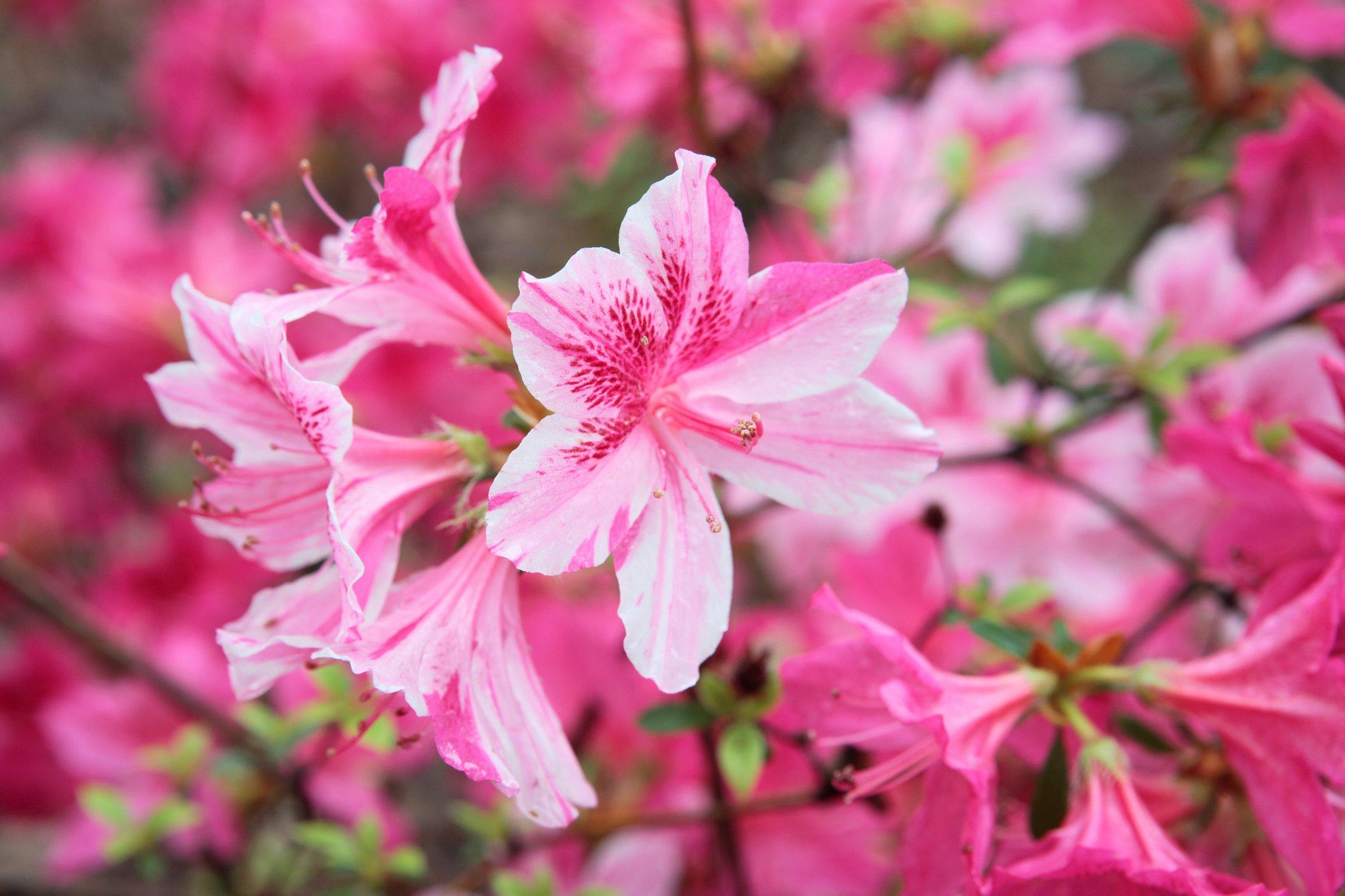 Azalea Flower seeds for Planting Shade Tolerant Heirloom & GMO Free Seeds for Home Garden