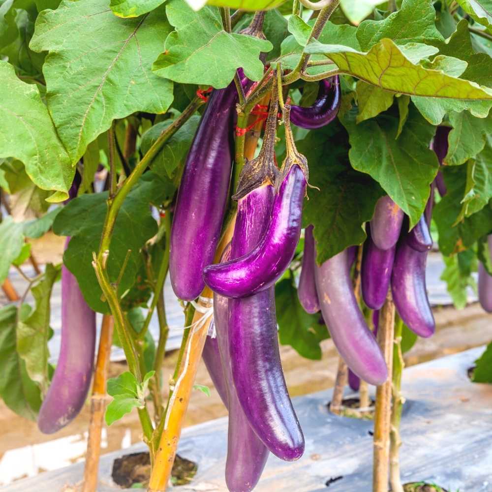 Violet Brinjal Vegetable Seeds for Planting
