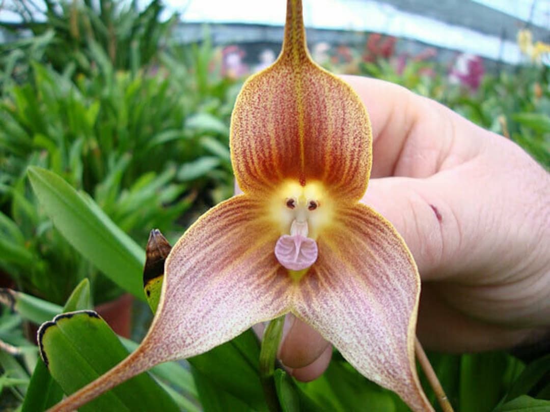 Brown Monkey Orchid seeds for planting