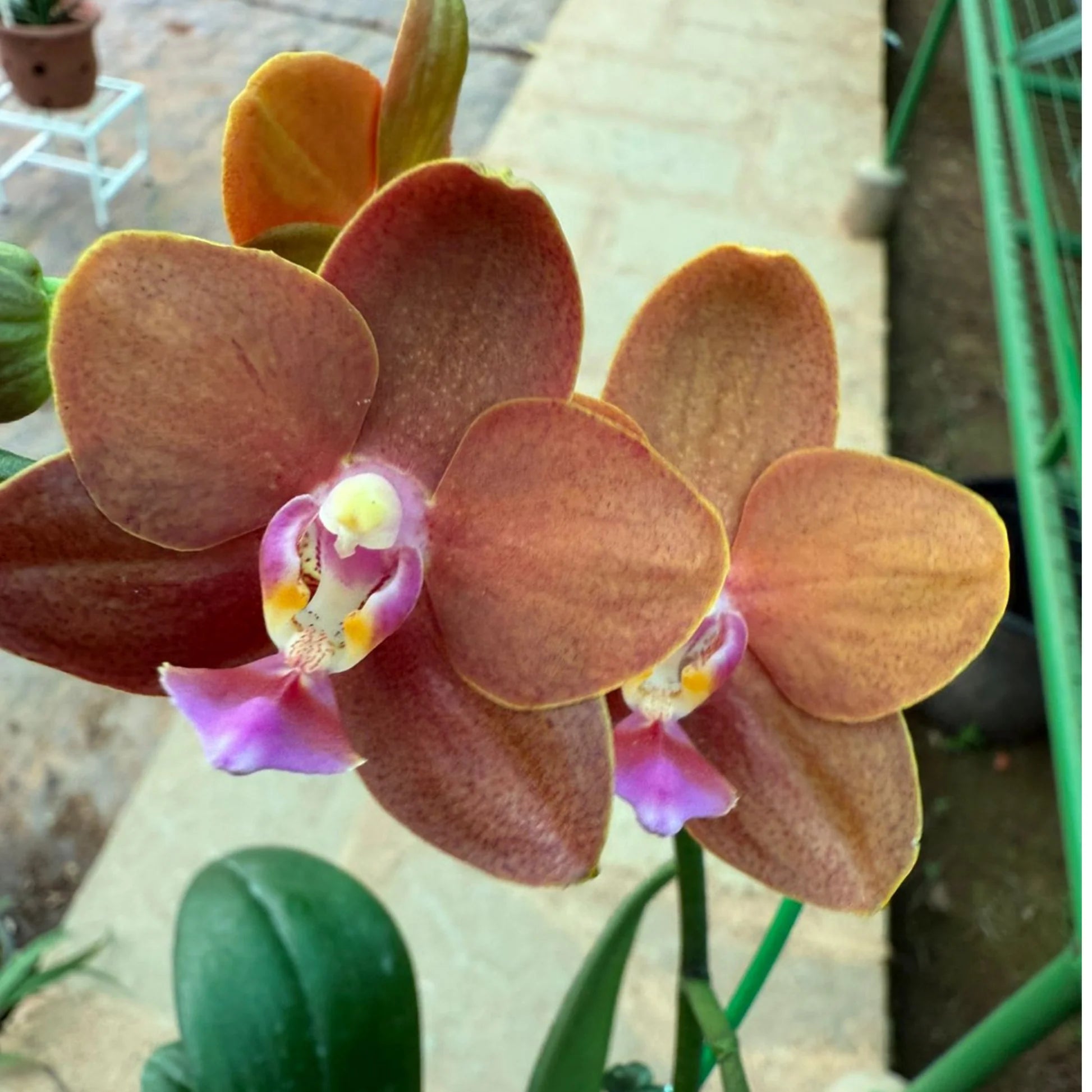 Mixed Phalaenopsis Flower Seeds for Planting - Exotic and Colorful Orchid Varieties for Your Garden