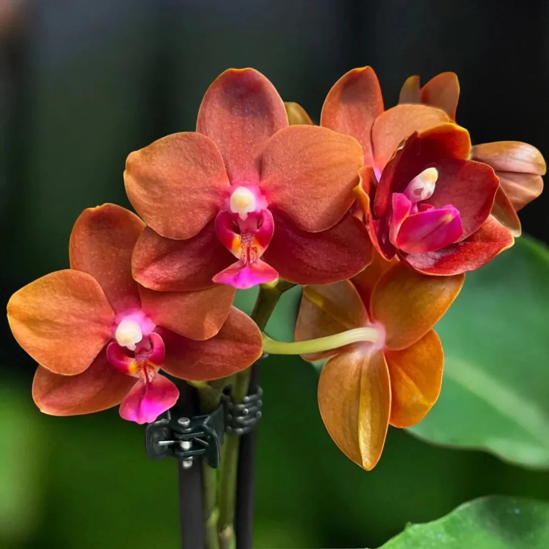 Dark Orange Phalaenopsis Orchid Seeds for Planting