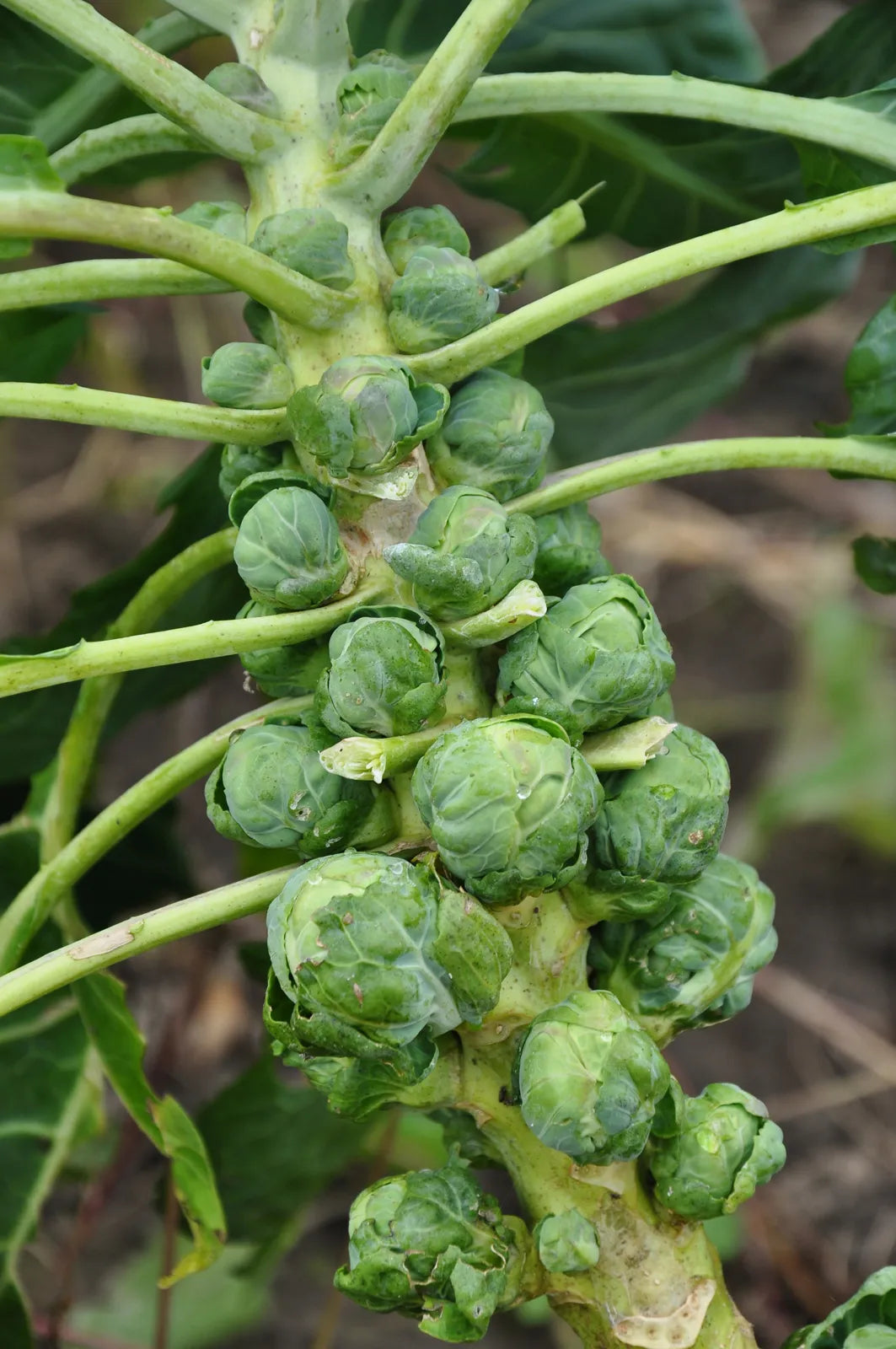 Brussels Sprouts Vegetable Seeds - Easy Planting