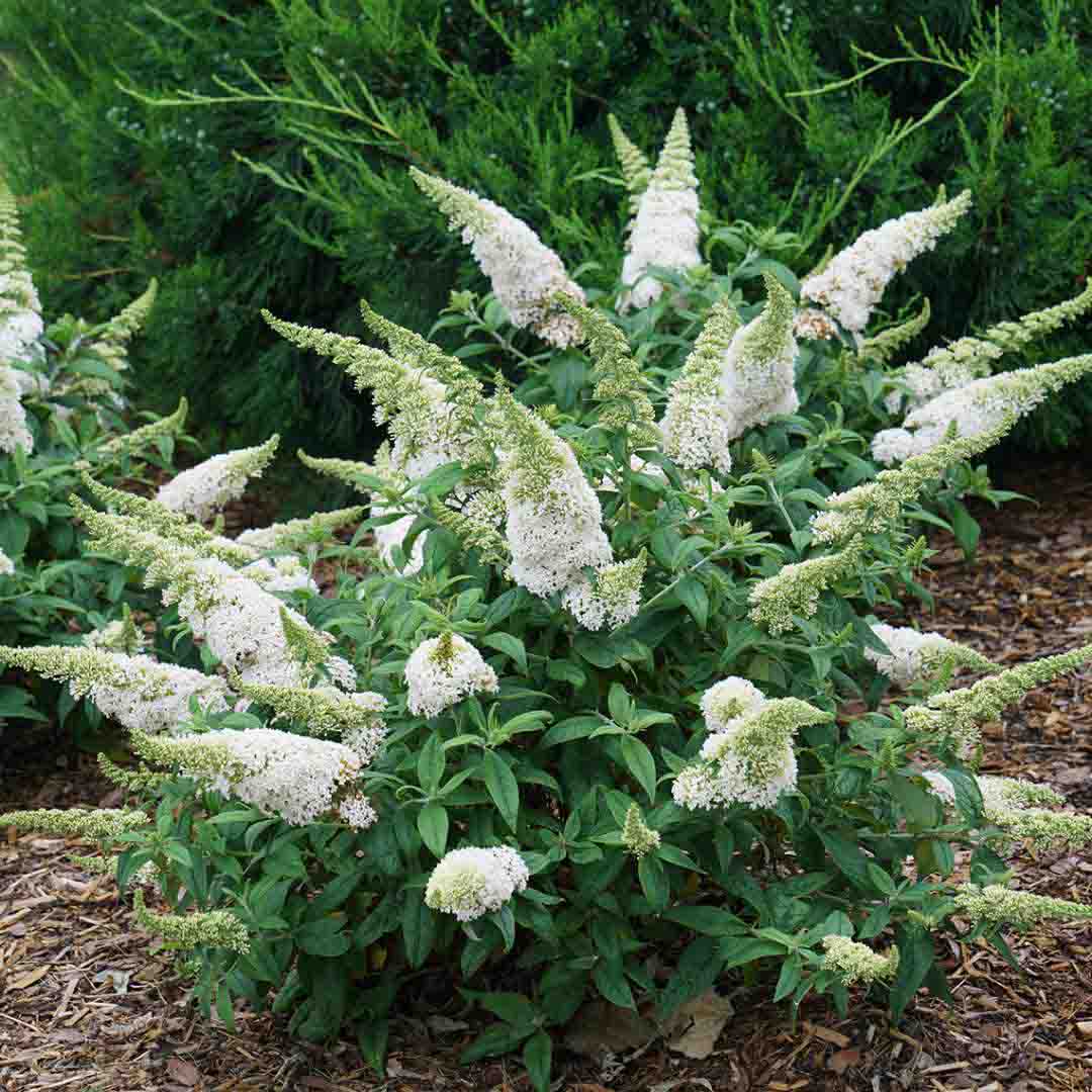 White Buddleia Flower Seeds for Planting Drought Tolerant Heirloom & GMO Free Seeds for Home Garden
Sale