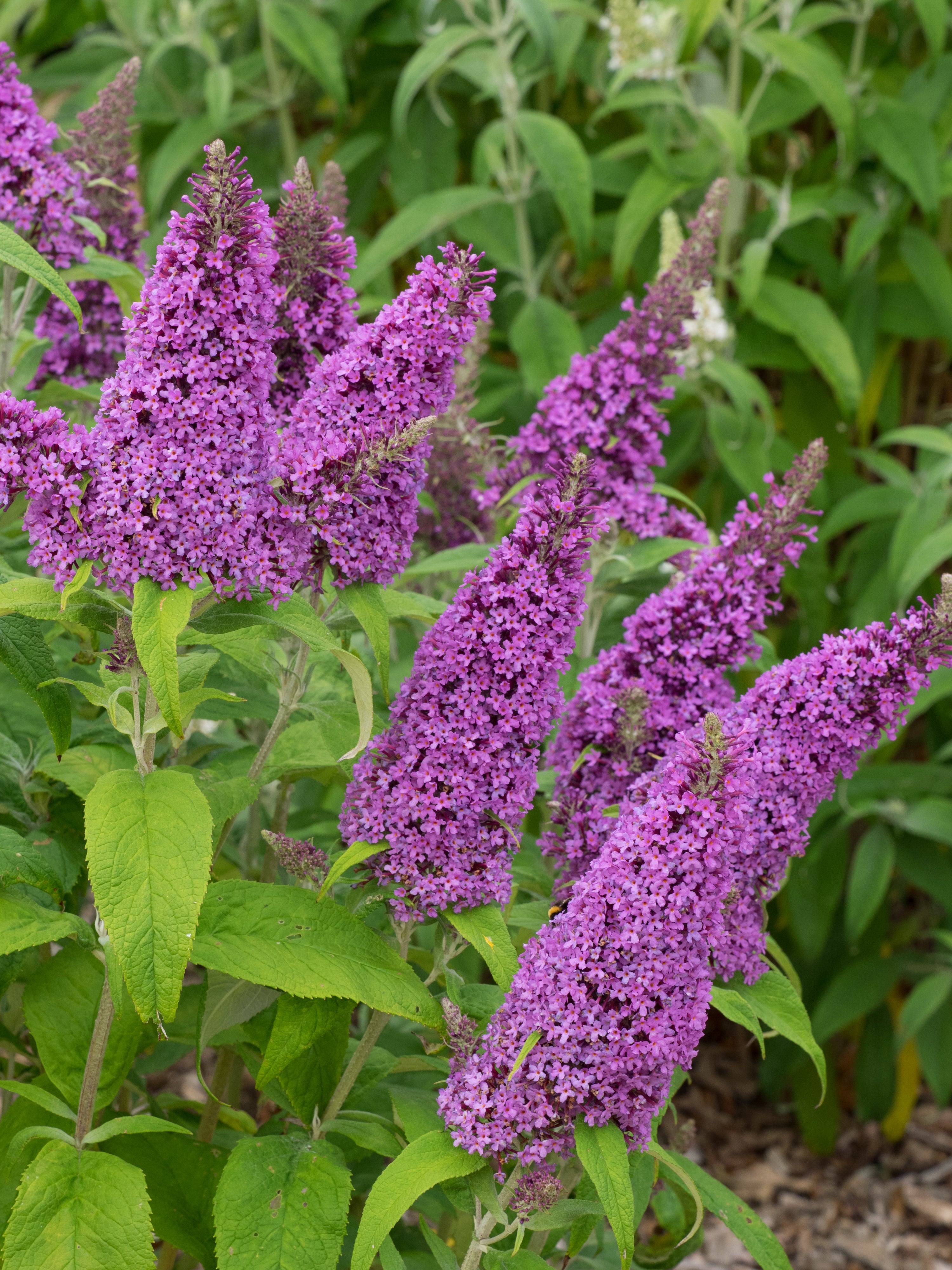 Blue Buddleia Butterfly Bush Flower seeds for Planting - Cut Flower Favorite, Heirloom & GMO Free Seeds for Home Garden