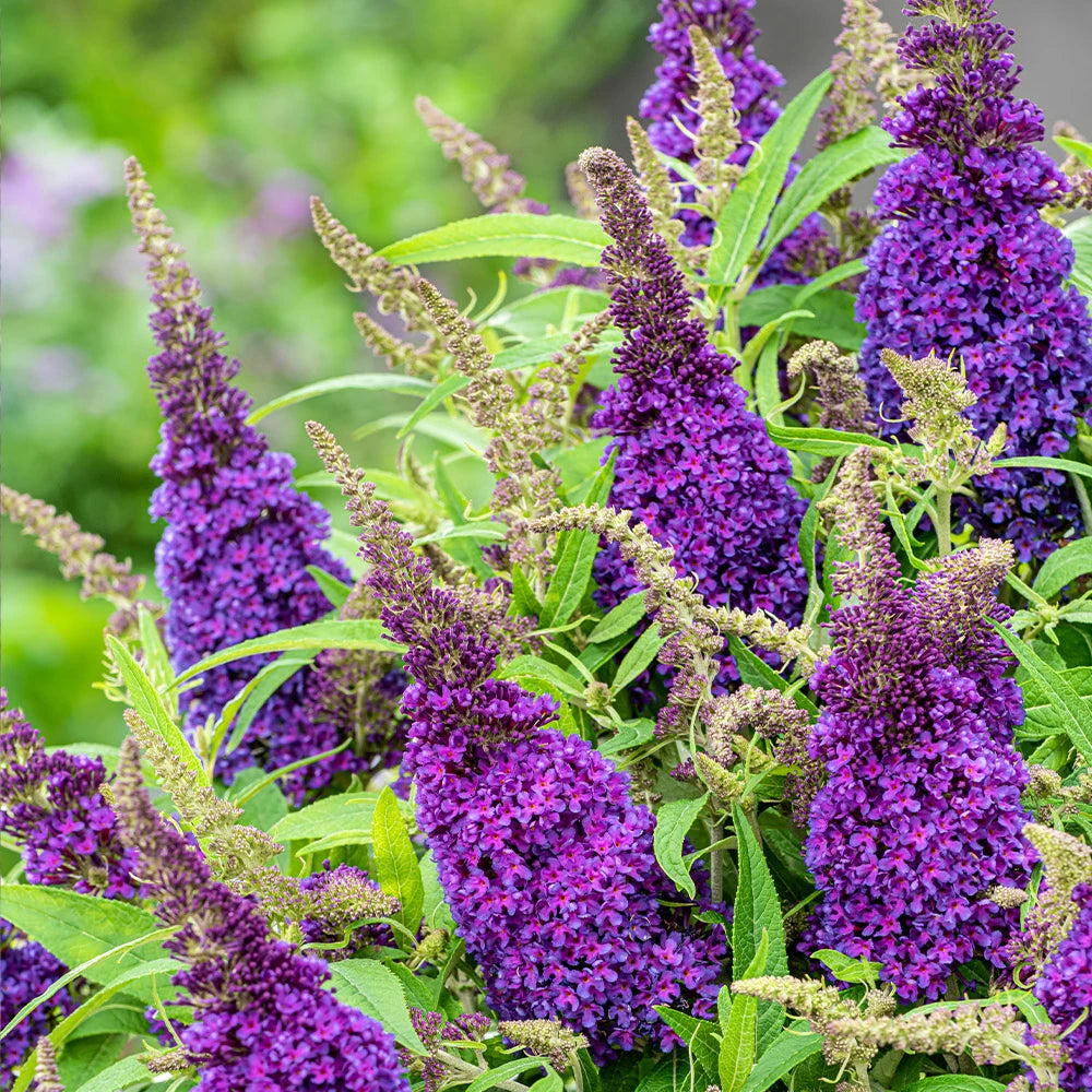 Buddleia Flower seeds for Planting - Sun Loving, Heirloom & GMO Free Seeds for Home Garden