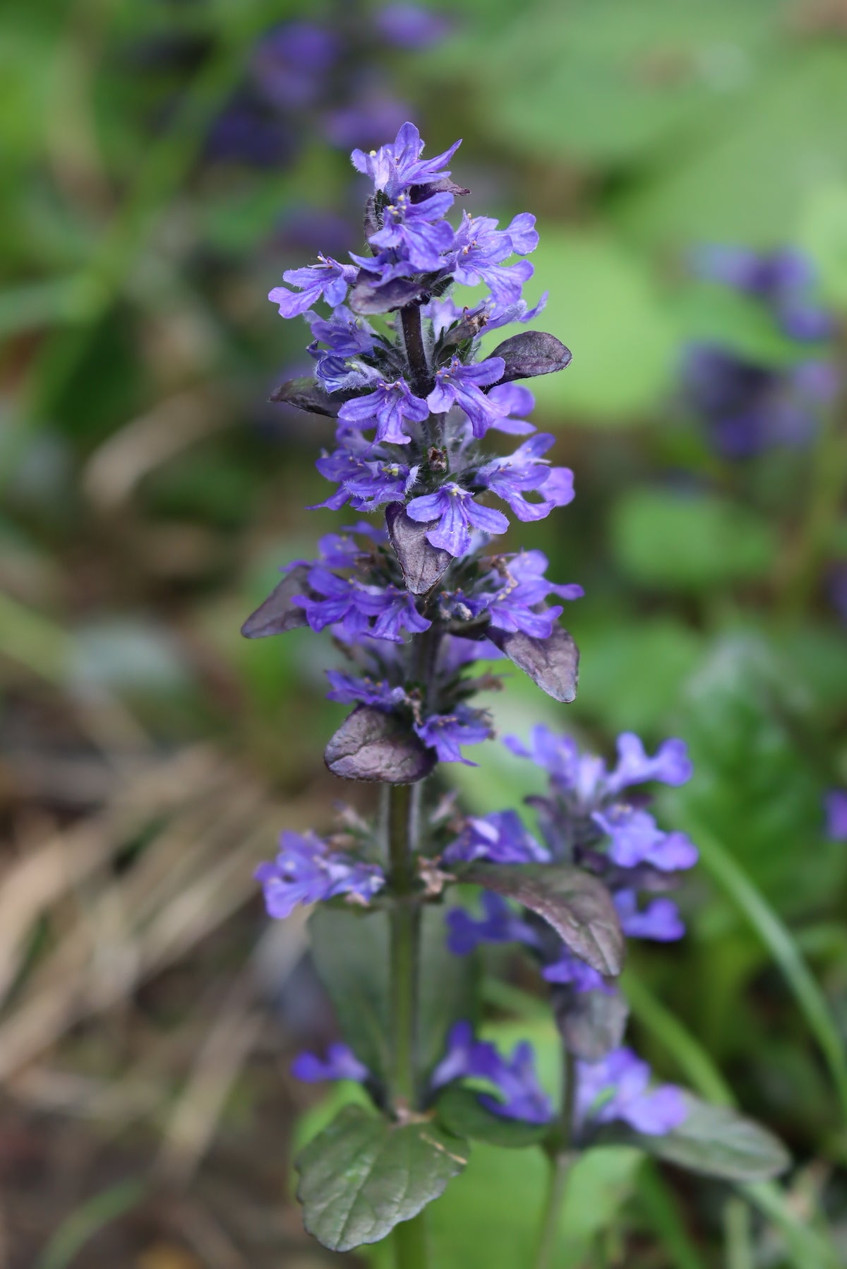 Bugle Flower seeds for Planting - Hardy Variety, Heirloom & GMO Free Seeds for Home Garden