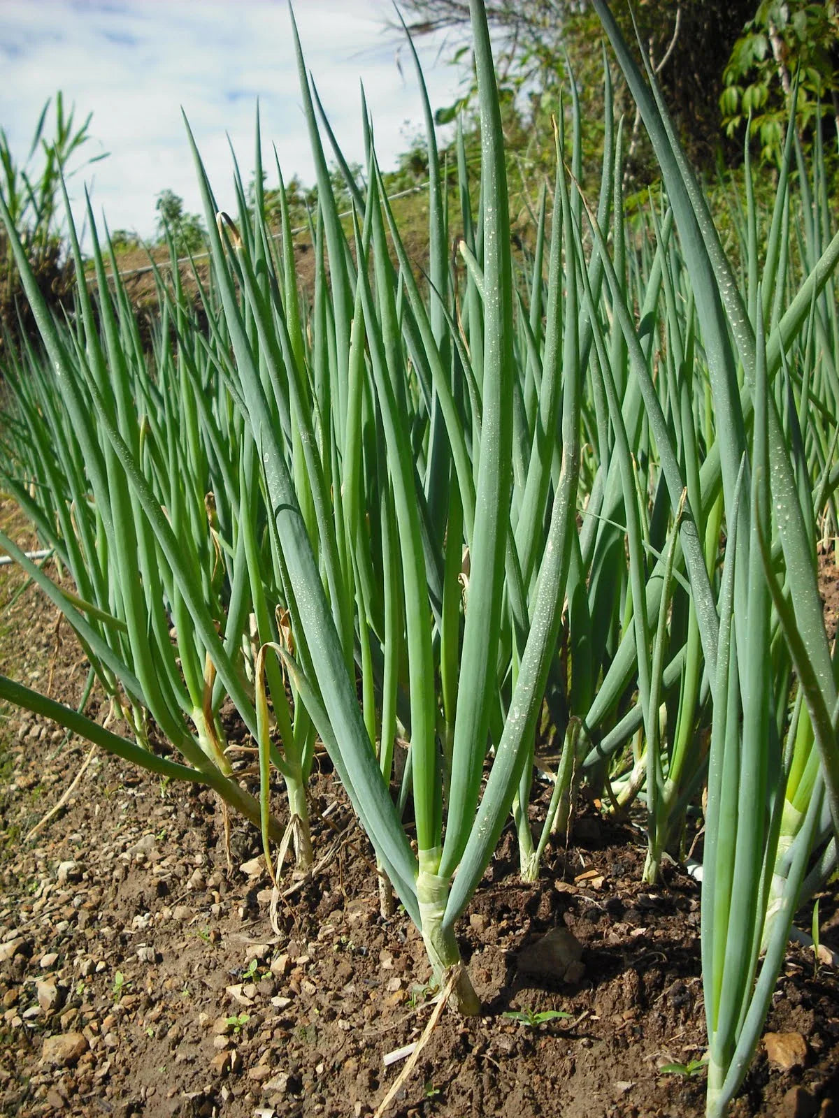 Green Scallion Seeds for Planting - Vegetable Garden Essentials