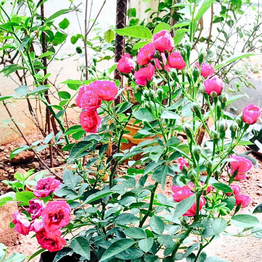 Pink Rose Tree Flower Seeds for Planting – Colorful Display Heirloom & NonGMO Seeds for Home Garden
Sale - Evergrowseeds
