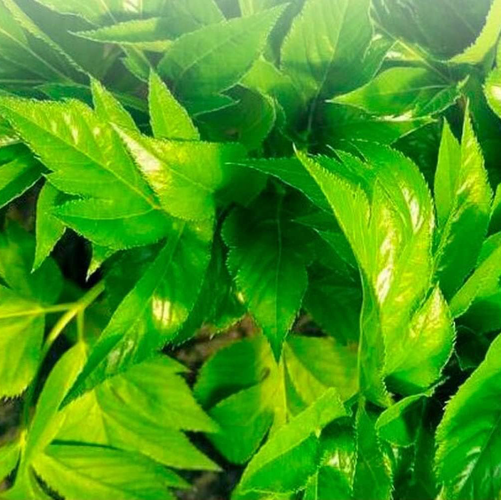 Ashitaba medicinal plant seeds