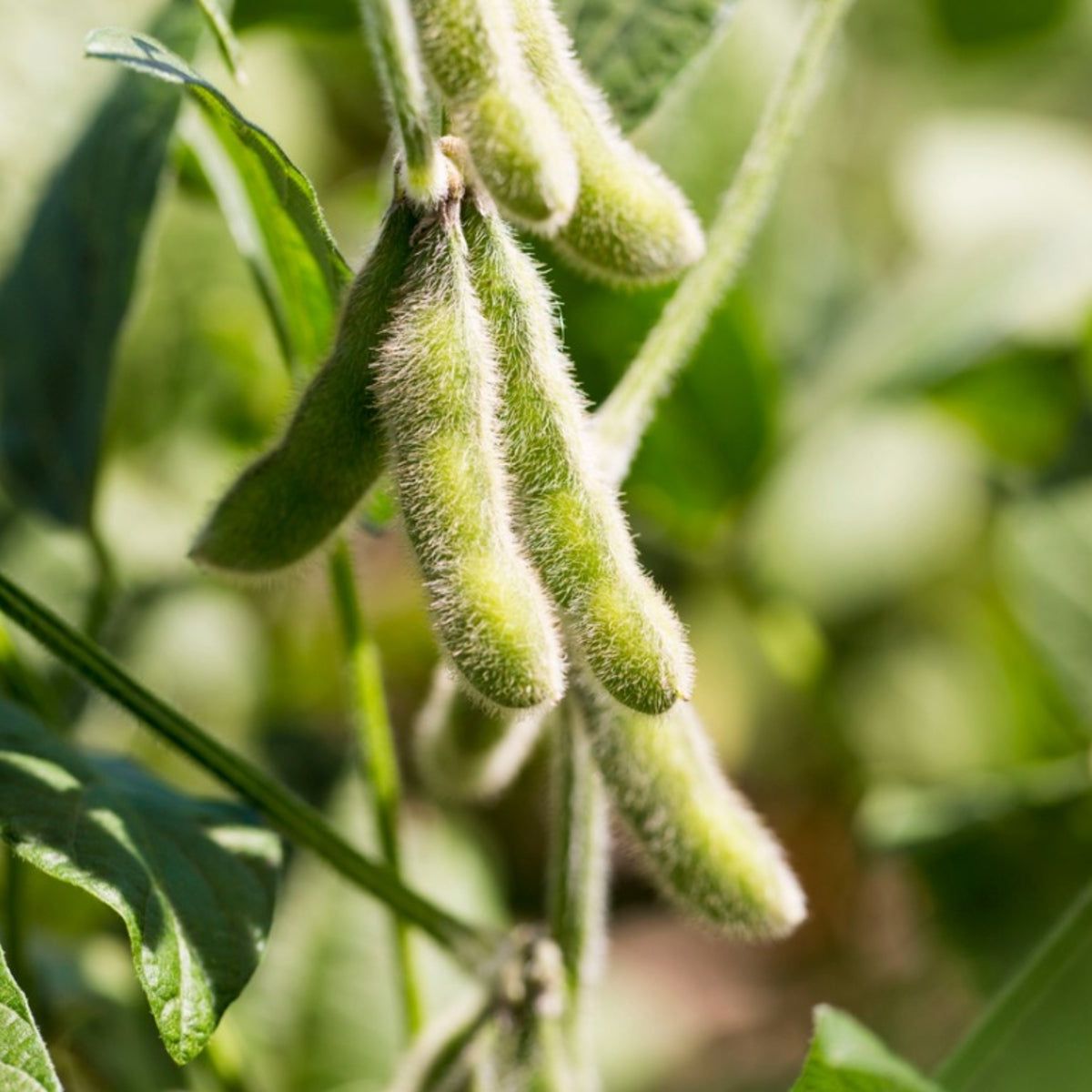 Brown Sweet Soybean Seeds for Planting