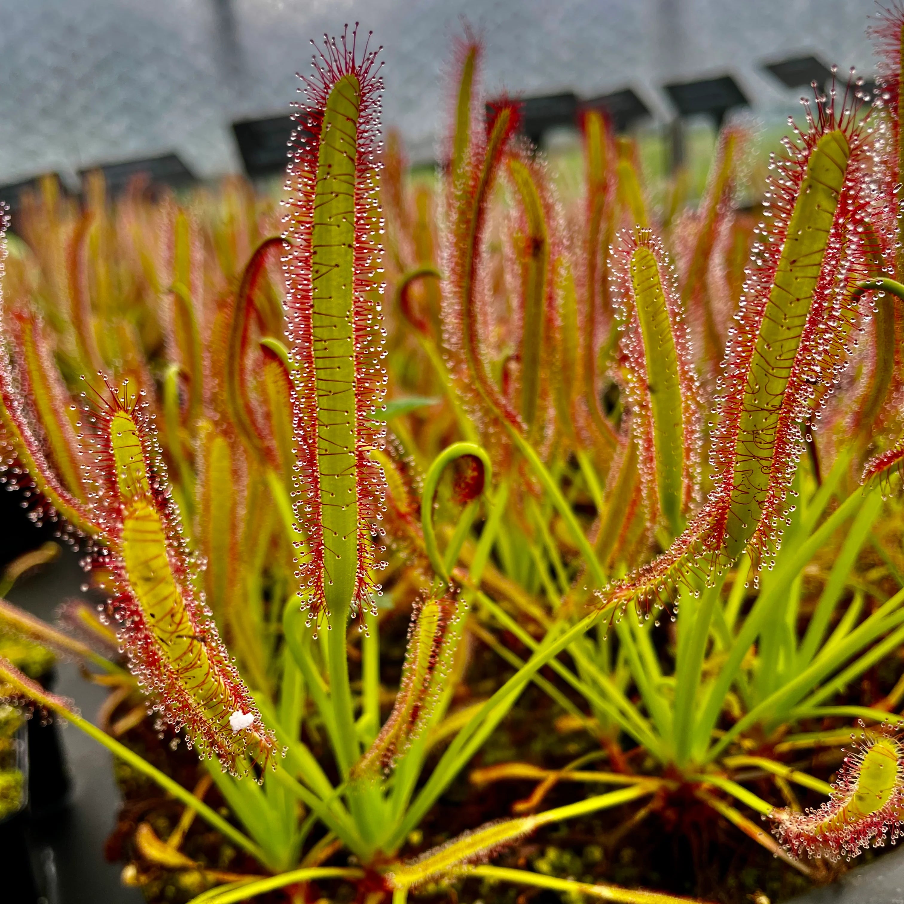 Green Sundew Clip Flower seeds for Planting - Bright Blooms, Heirloom & GMO Free Seeds for Home Garden