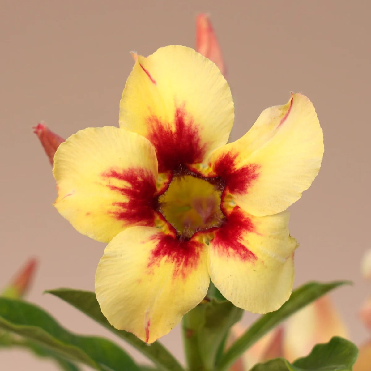 Red Light Yellow Adenium Flower Seeds for Planting Drought Tolerant Heirloom & GMO Free Seeds for Home Garden
Sale