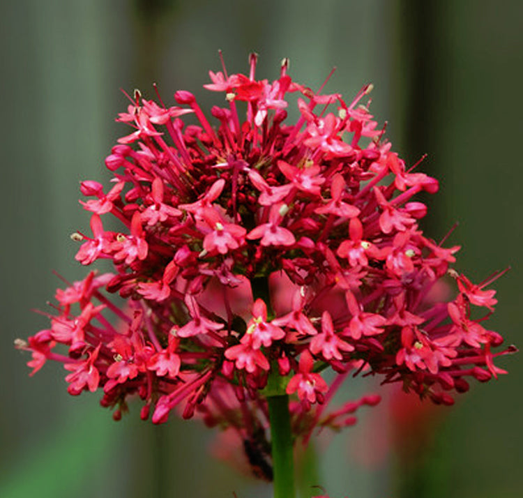 Centranthus Ruber Flower seeds for Planting - Bright Blooms, Heirloom & GMO Free Seeds for Home Garden