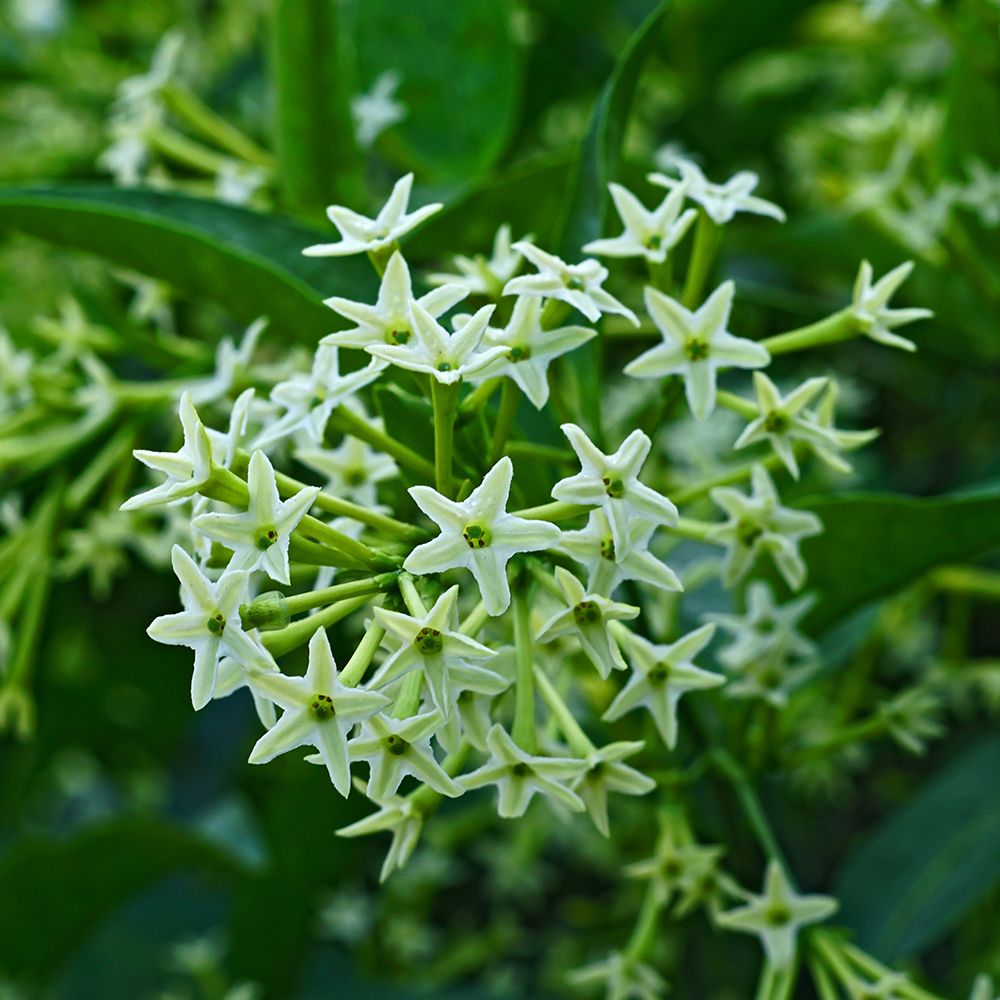 Heirloom Nocturnum Flower seeds for Planting Cut Flower Favorite Heirloom & GMO Free Seeds for Home Garden