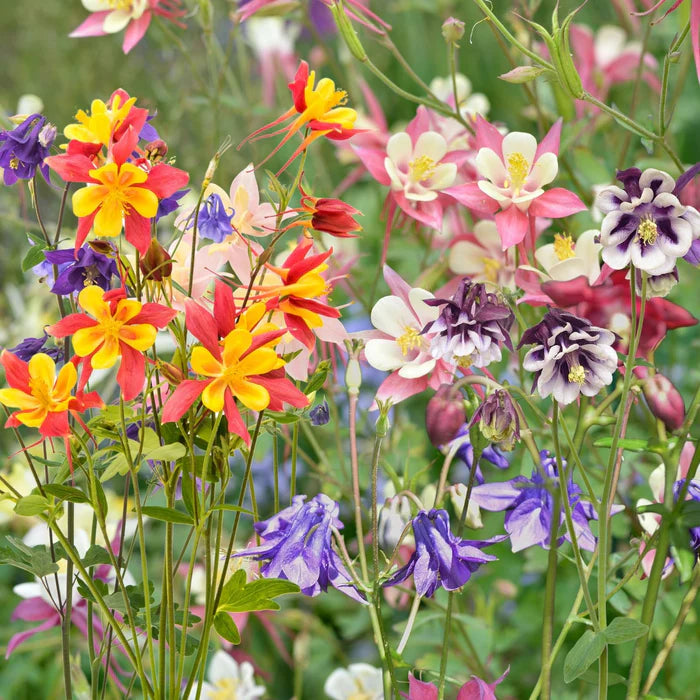 MultiColored Columbine Flower seeds for Planting Wildflower Mix Heirloom & GMO Free Seeds for Home Garden
