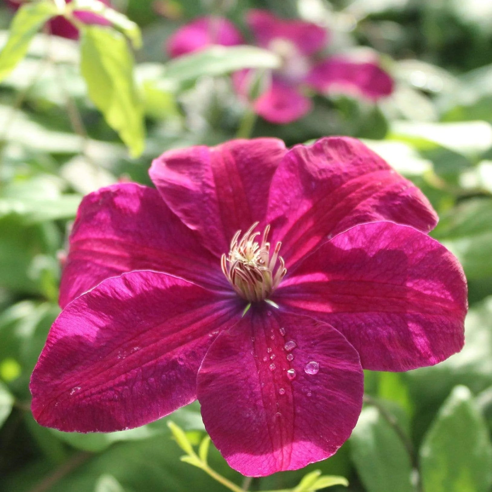 Burgundy Clematis Flower seeds for Planting - Perfect for Borders, Heirloom & GMO Free Seeds for Home Garden