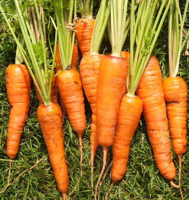 Red Cored Chantenay Carrot Seeds for Tender, Sweet Carrots