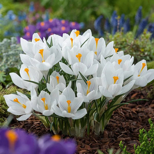 White Crocus Flower seeds for Planting - Premium Quality, Heirloom & GMO Free Seeds for Home Garden
Sale