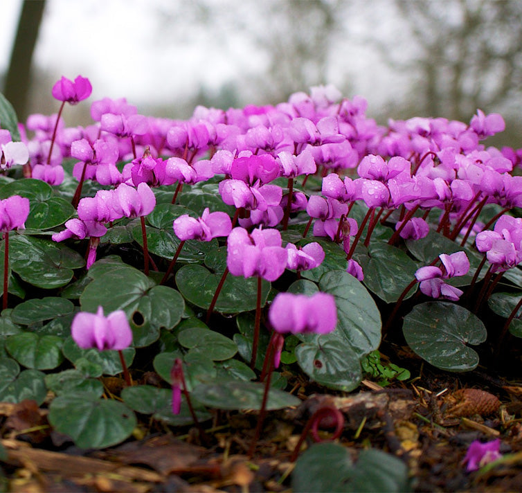 Cyclamen Violet Flower Seeds Planting