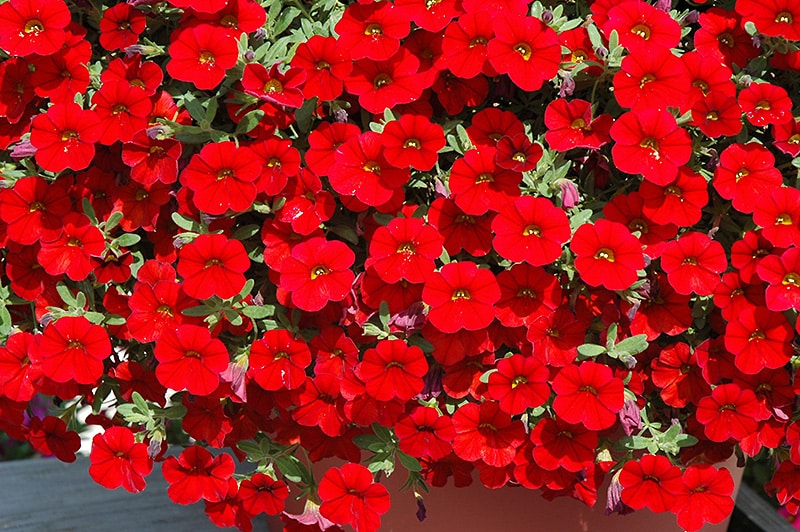 Red Calibrchoa Flower Seeds for Planting Perfect for Borders Heirloom & GMO Free Seeds for Home Garden
Sale