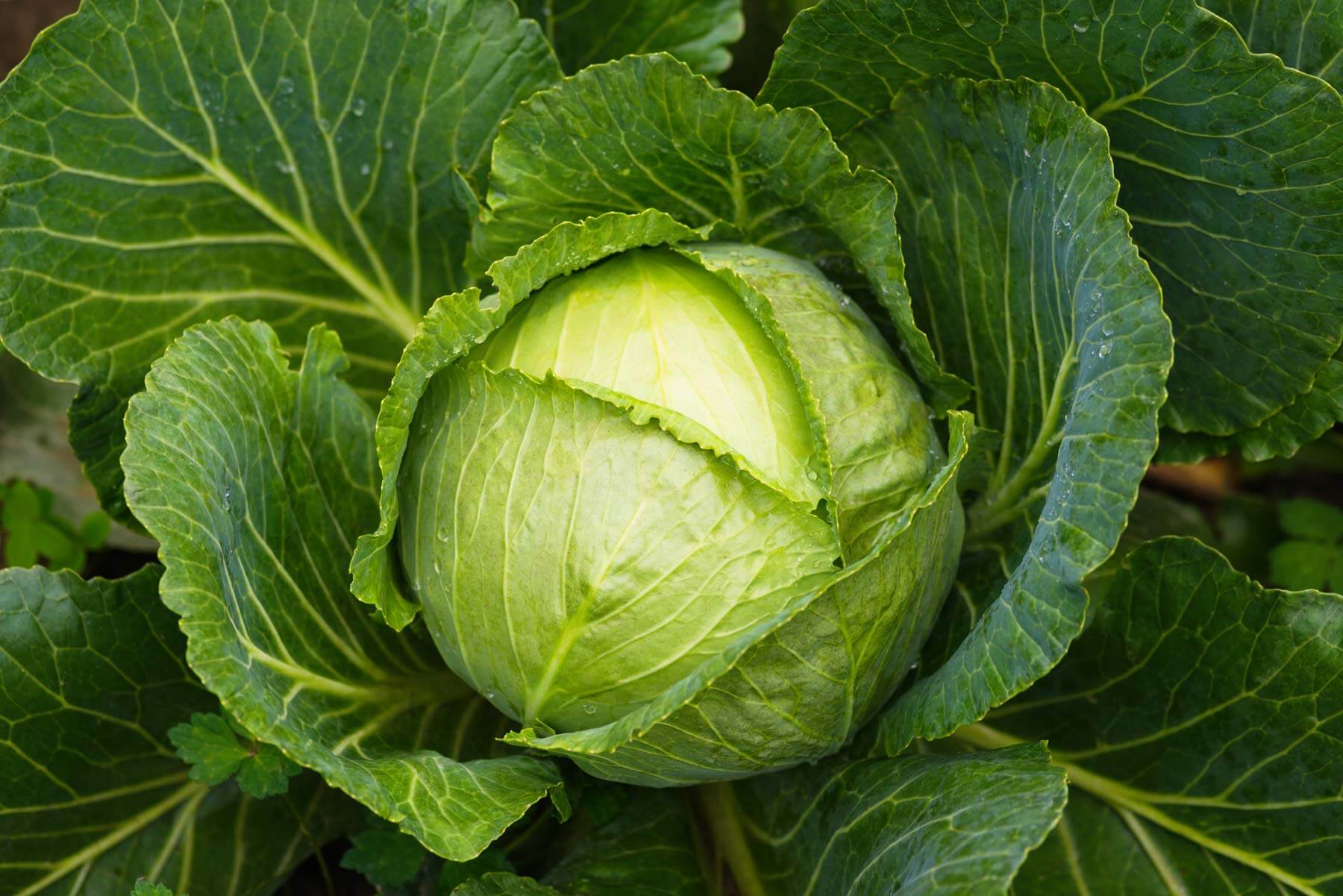 Collard Green Vegetable Seeds for Gardeners