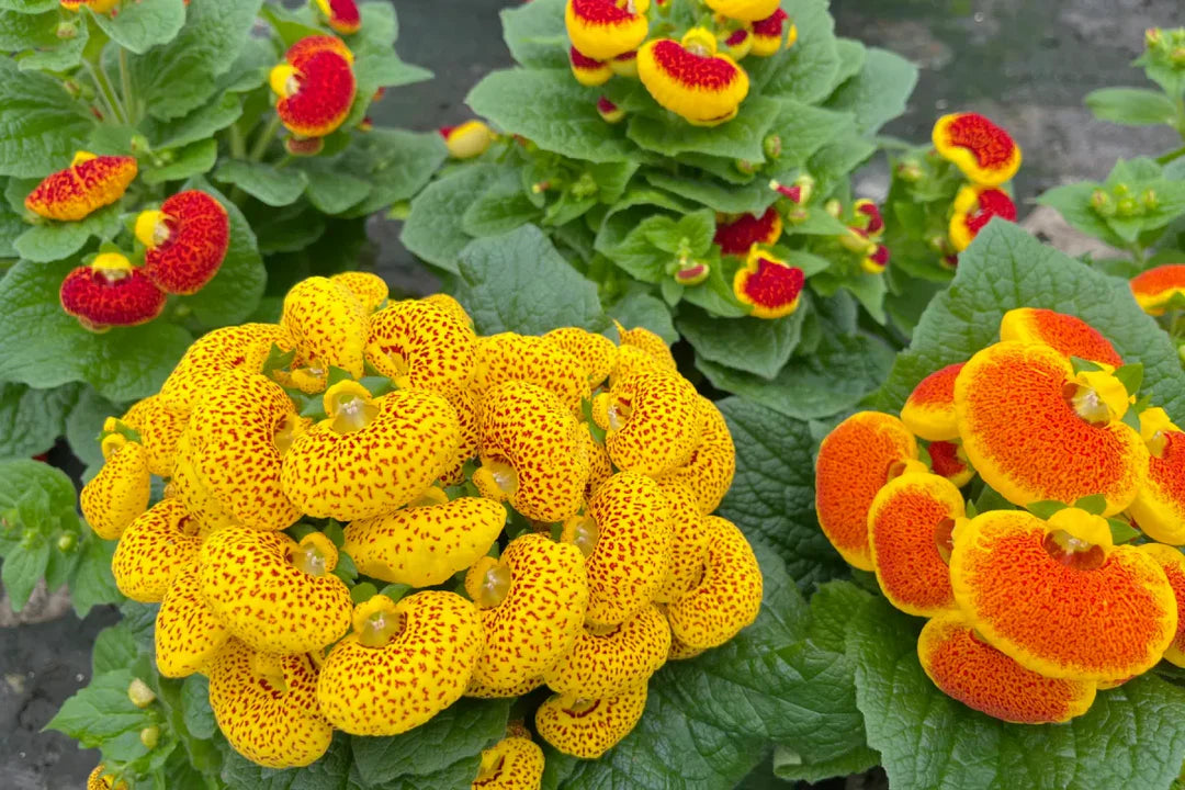 Calceolaria Zapatilla Flower seeds for Planting - Hardy Variety, Heirloom & GMO Free Seeds for Home Garden