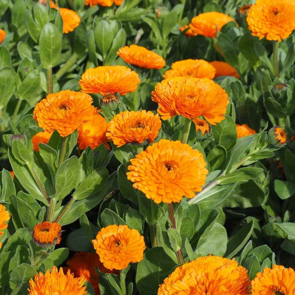 Calendula Officinalis Flower seeds for Planting - Easy to Grow, Heirloom & GMO Free Seeds for Home Garden