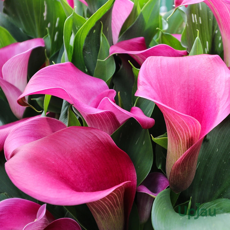 Dark Pink Calla Flower Seeds for Planting Premium Quality Heirloom & GMO Free Seeds for Home Garden
Sale