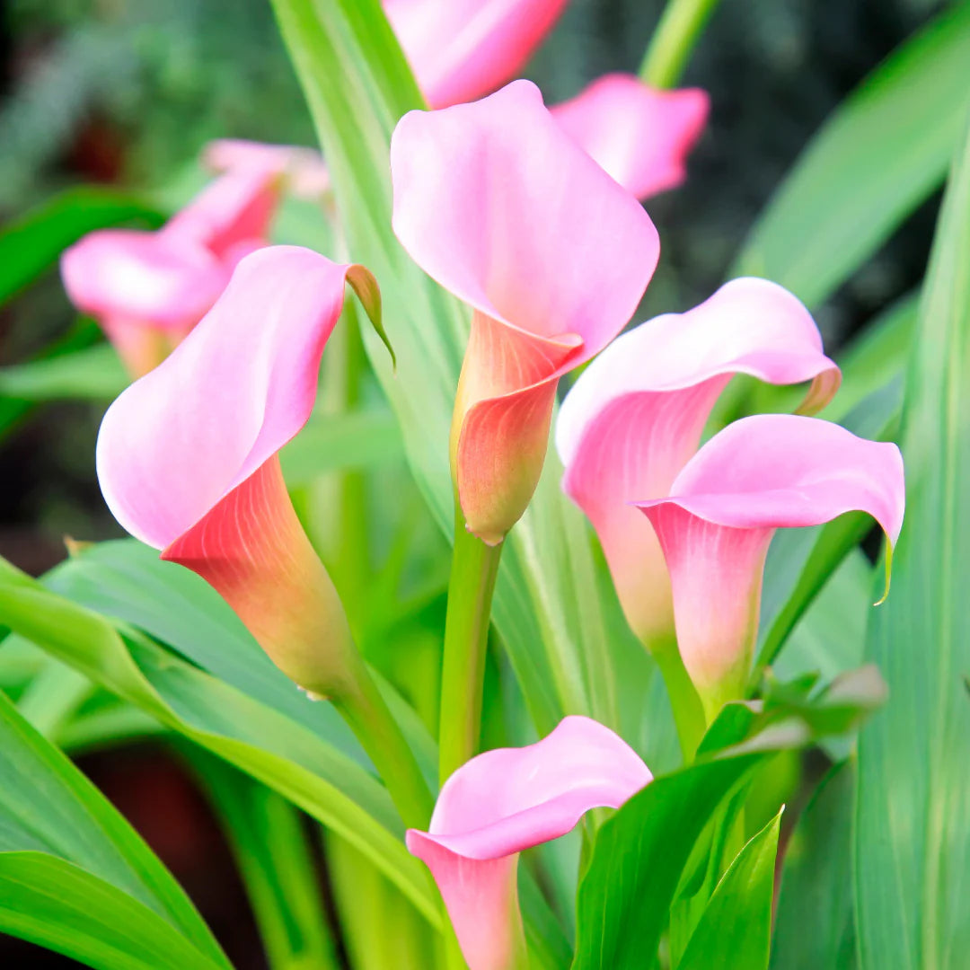 Light Pink Calla Flower Seeds for Planting Shade Tolerant Heirloom & GMO Free Seeds for Home Garden
Sale