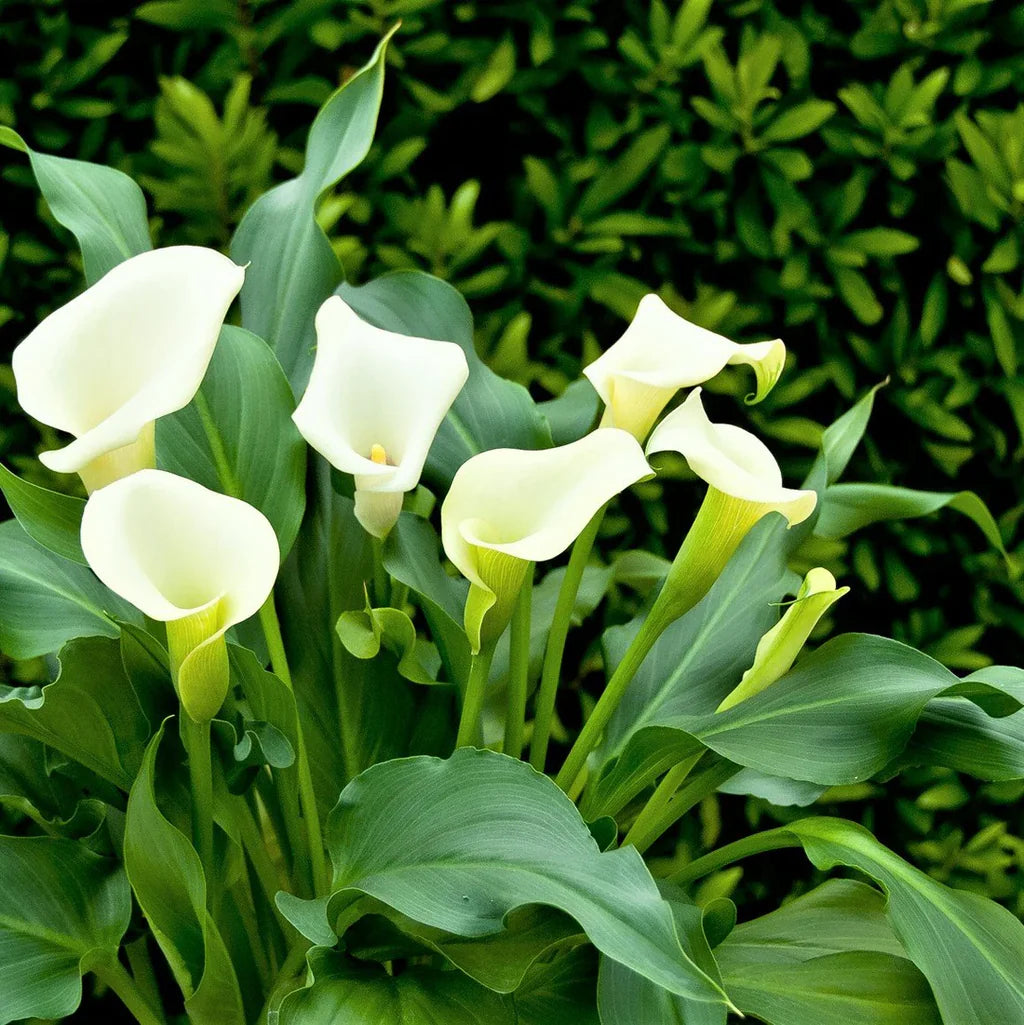 White Calla Lily Seeds for Planting
