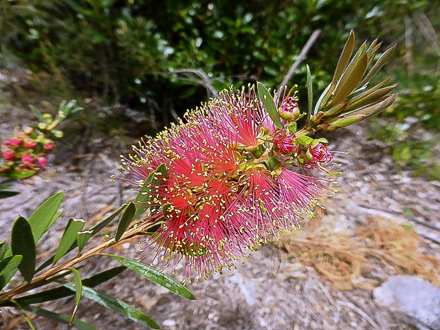 Pink Champagne Callistemon Flower seeds for Planting - Compact Growth, Heirloom & GMO Free Seeds for Home Garden