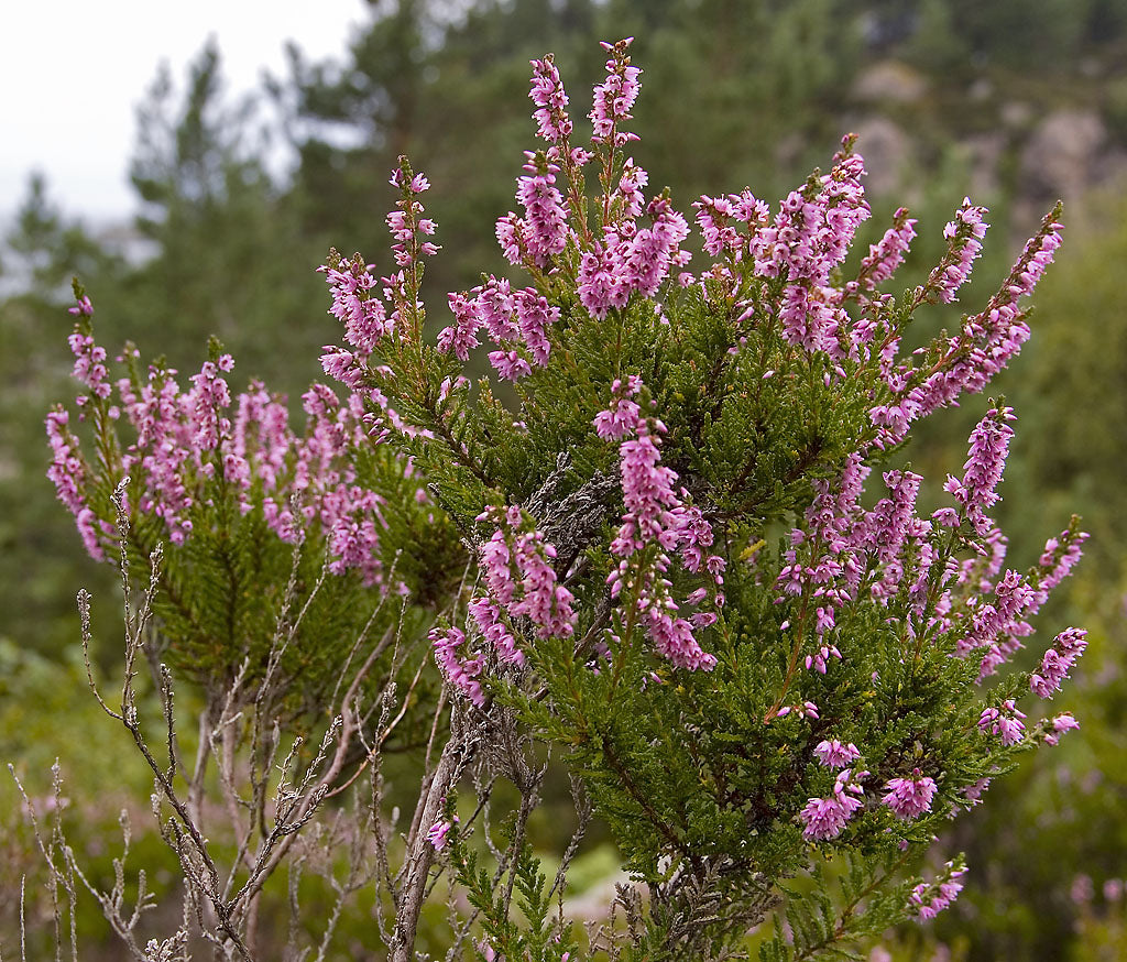 Violet Calluna Flower seeds for Planting - Drought Tolerant, Heirloom & GMO Free Seeds for Home Garden