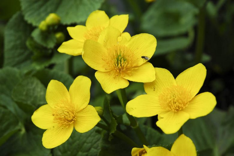 Bright Yellow Caltha Palustris Seeds for Planting Vibrant Perennial Flowers for Garden Wetlands - Evergrowseeds