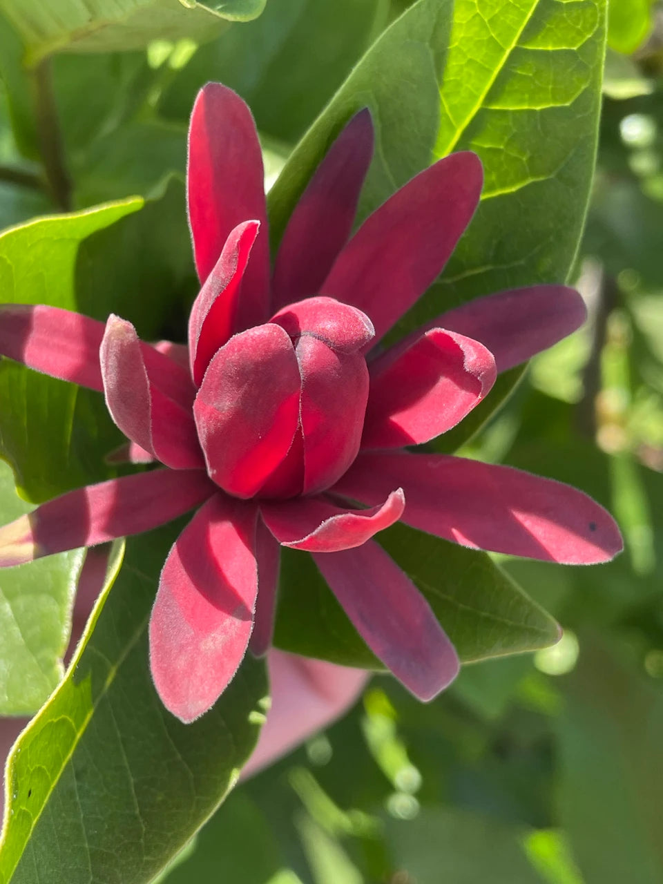 Red Calycanthus Flower seeds for Planting - Fragrant Blossoms, Heirloom & GMO Free Seeds for Home Garden