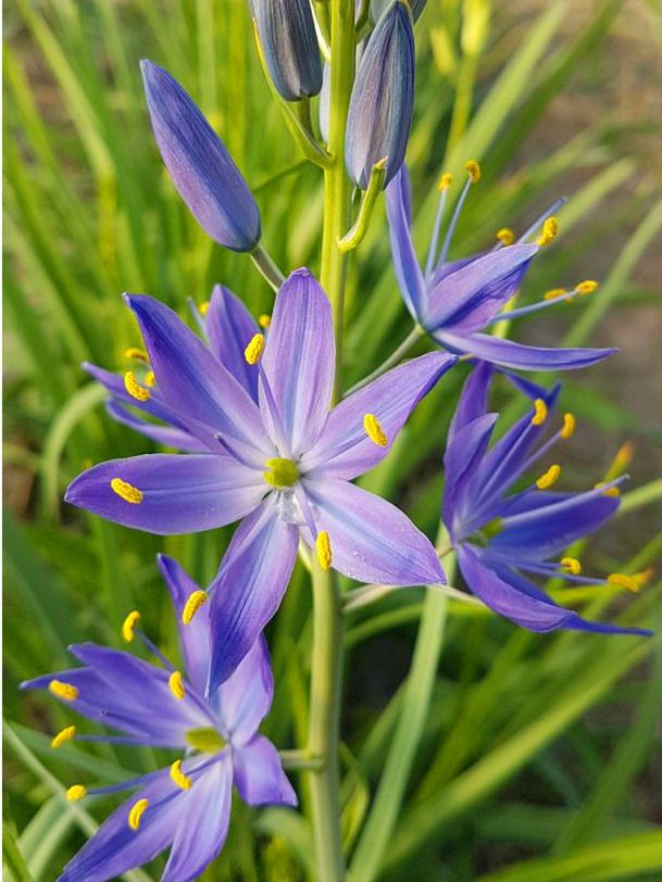 Blue Camas, Camassia Flower seeds for Planting - Shade Tolerant, Heirloom & GMO Free Seeds for Home Garden