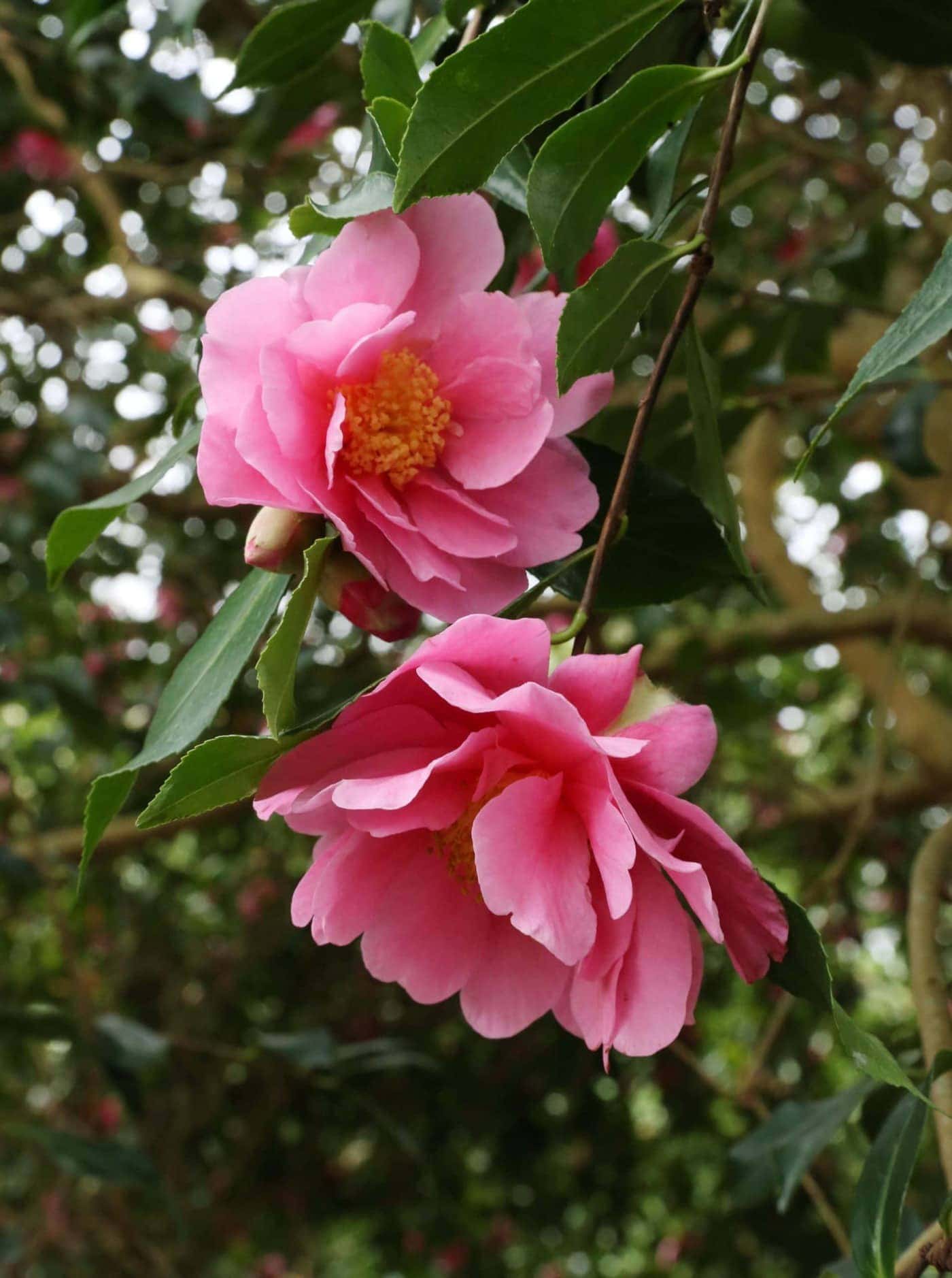 Camellia Flower seeds blooming in flower beds, containers, borders, and pollinator-friendly gardens