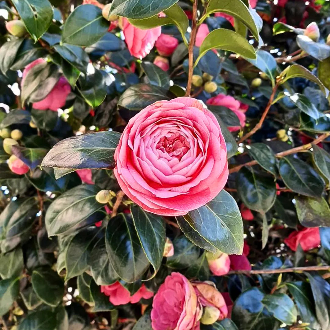 Pink Amellia Flower Planting Seeds - Vibrant Pink Blooms for Your Garden
