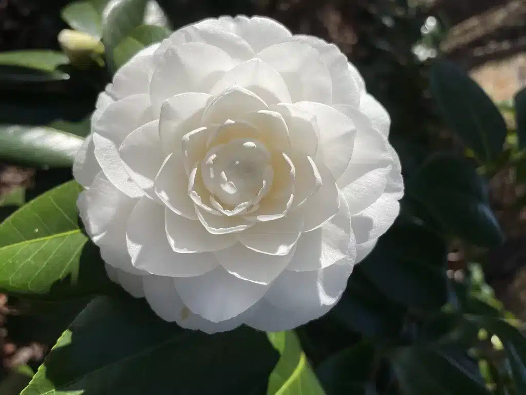 White Camellia Flores Flower Seeds for Planting Cut Flower Favorite Heirloom & GMO Free Seeds for Home Garden
Sale