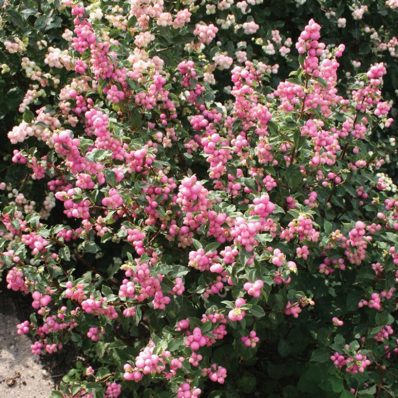 Coralberry Flower seeds for Planting Sun Loving Heirloom & GMO Free Seeds for Home Garden