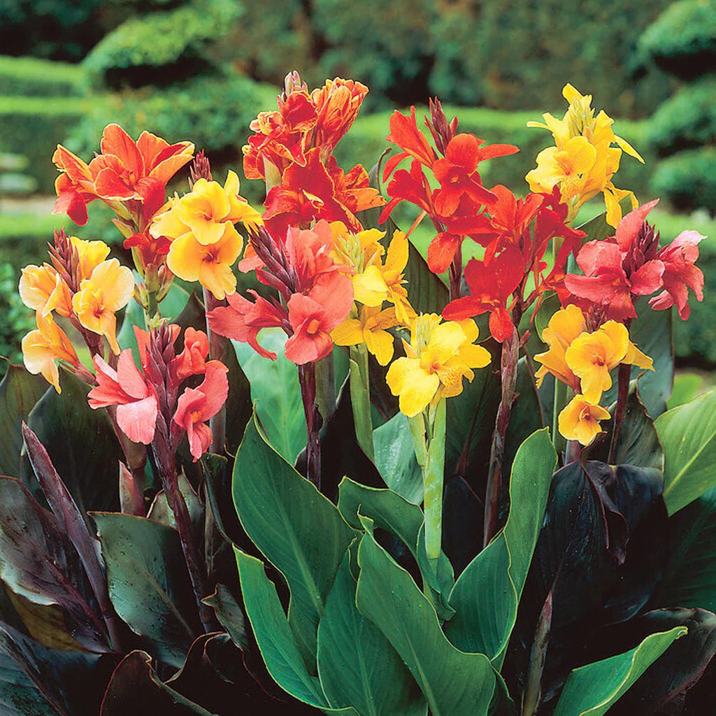 Perennial Canna Flower seeds blooming in flower beds, containers, borders, and pollinator-friendly gardens