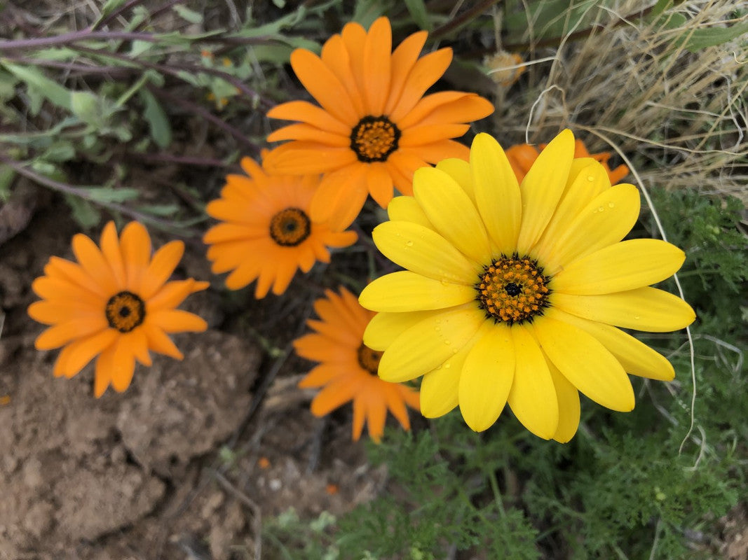 Cape Marigold Flower seeds for Planting - Easy to Grow, Heirloom & GMO Free Seeds for Home Garden