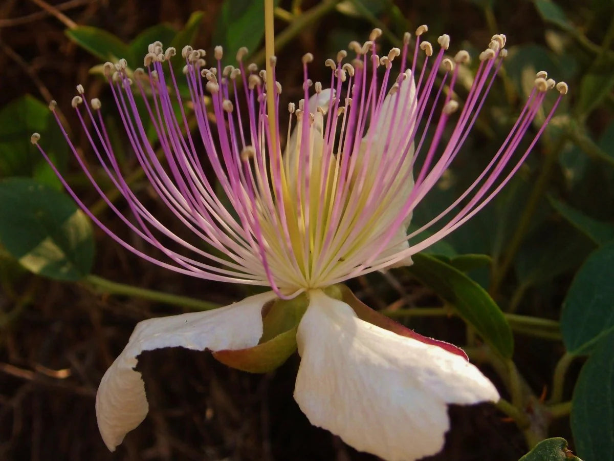 Capparis Spinosa Flower Seeds for Planting - Perennial Flower Seeds for Stunning Blooms