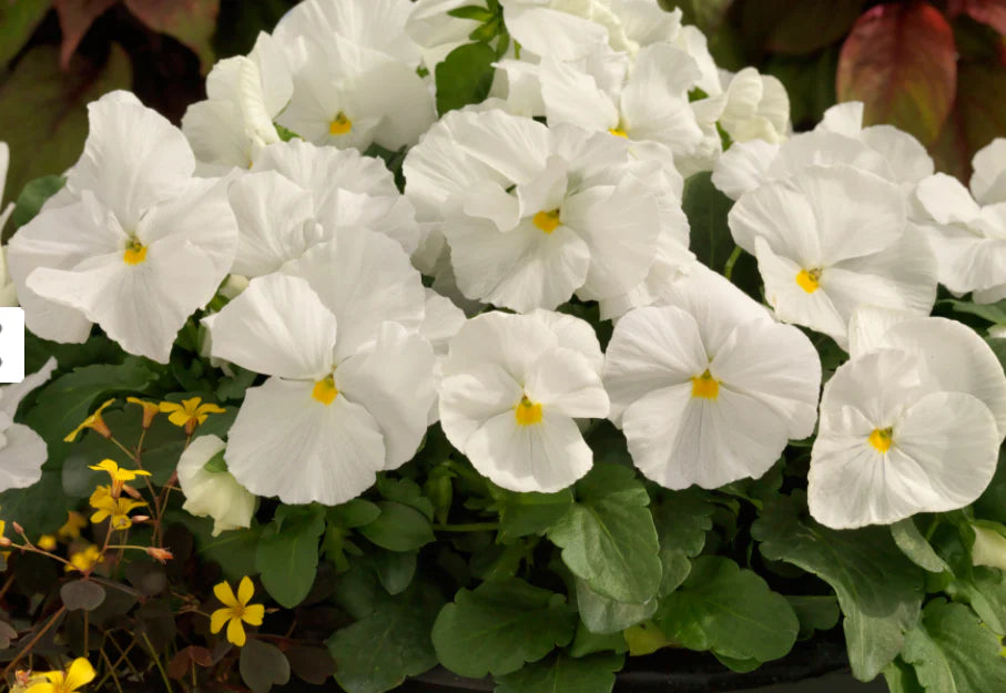 Tricolor Pansy Flower seeds for Planting - Seasonal Bloomer, Heirloom & GMO Free Seeds for Home Garden