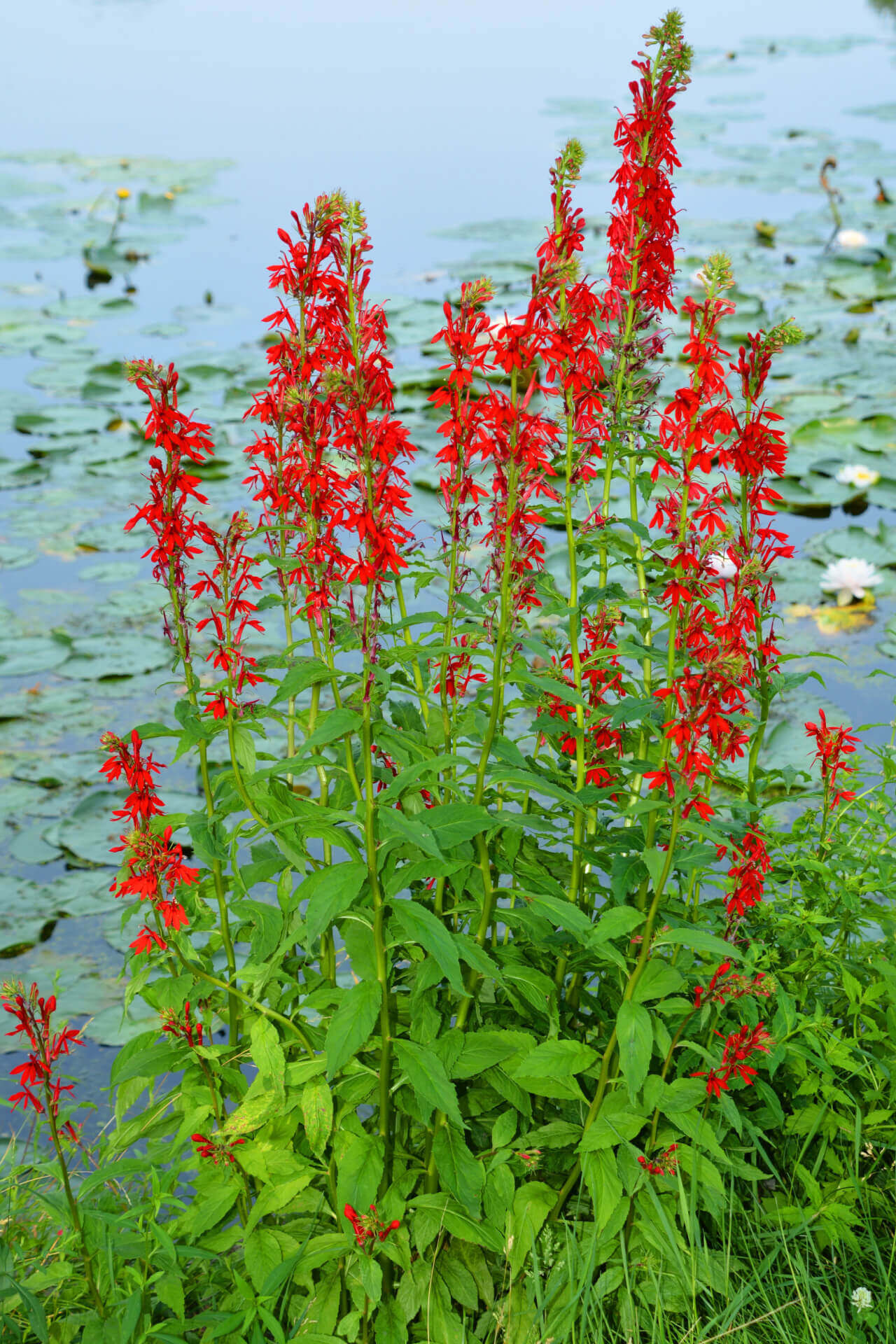 Cardinal Flower seeds for Planting - Fragrant Blossoms, Heirloom & GMO Free Seeds for Home Garden