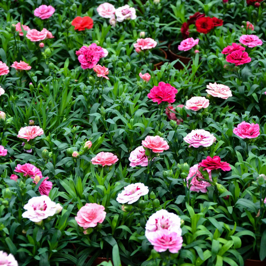 Mixed Carnation Flower Seeds for Planting Sun Loving Heirloom & GMO Free Seeds for Home Garden
Sale
