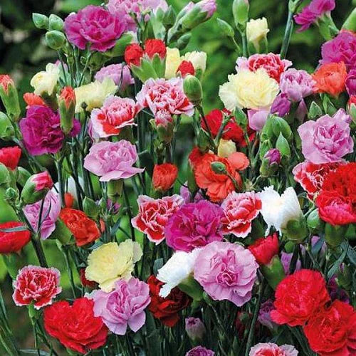 Carnation Flower seeds for Planting - Compact Growth, Heirloom & GMO Free Seeds for Home Garden