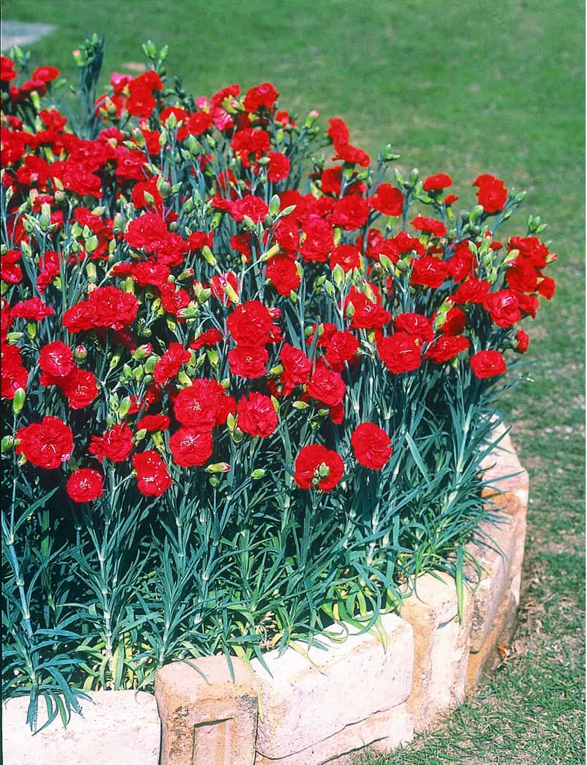 Red Carnations Flower Seeds for Planting Hardy Variety Heirloom & GMO Free Seeds for Home Garden
Sale