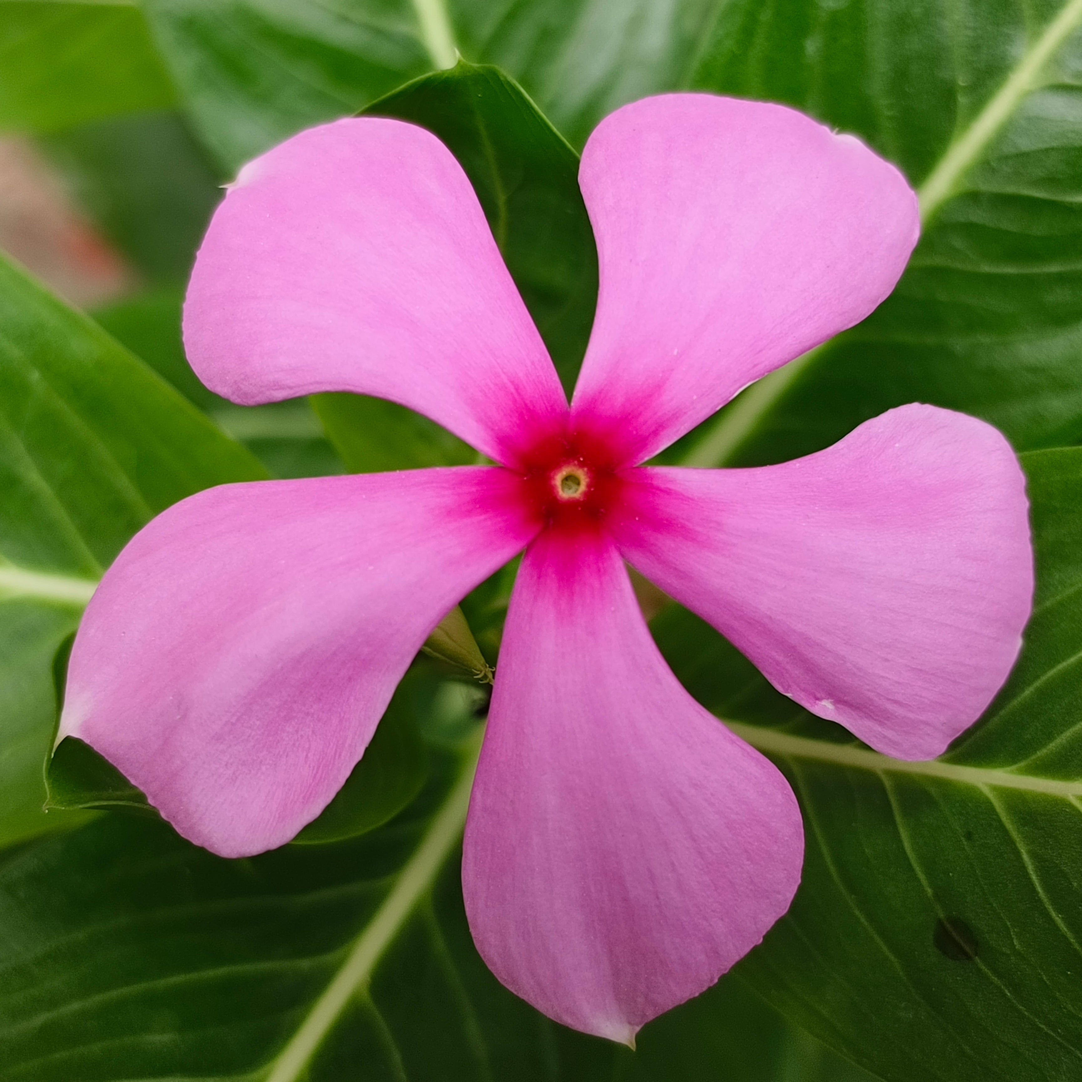 Light Pink Periwinkle Flower seeds for Planting - Fragrant Blossoms, Heirloom & GMO Free Seeds for Home Garden
